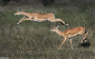 Beyond The Portrait: Capture Behavior In Wildlife Photography