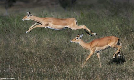 Beyond The Portrait: Capture Behavior In Wildlife Photography