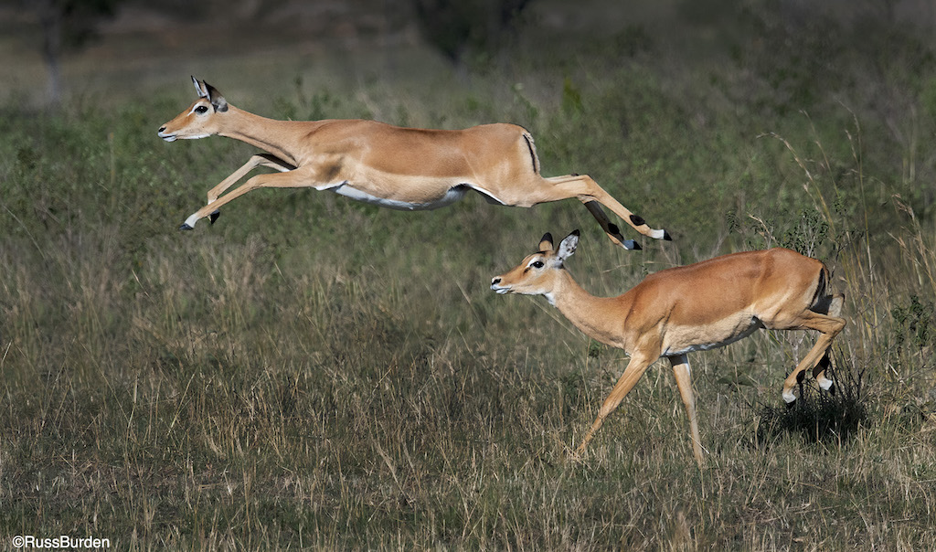 Beyond The Portrait: Capture Behavior In Wildlife Photography