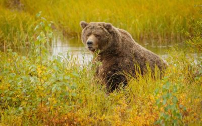 Boone and Crockett World Records for Each Bear Species