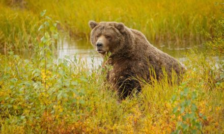 Boone and Crockett World Records for Each Bear Species