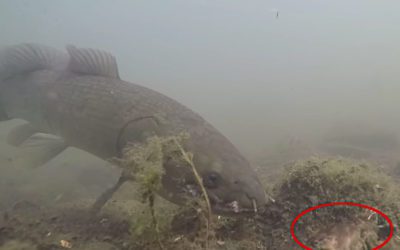 Bowfin Snaps Up Angler’s Live Crawfish Bait in an Instant