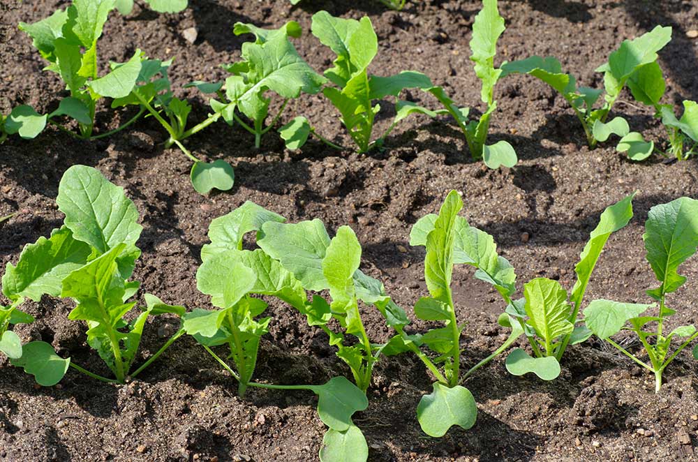 Brassicas Food Plot