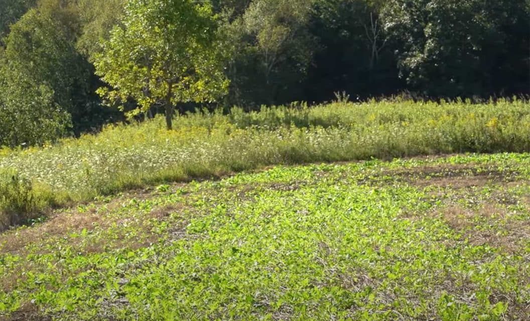Brassica Food Plot: What It Is and Why Deer Love It