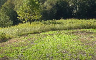 Brassica Food Plot: What It Is and Why Deer Love It