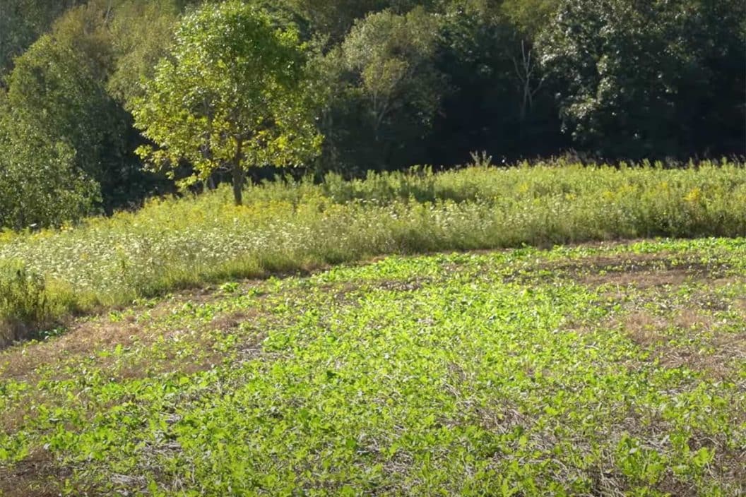 Brassica Food Plots