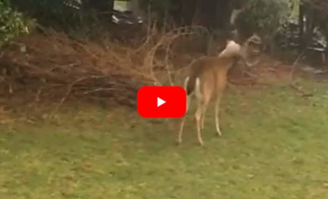 Buck Sheds Antler After Headshake, Is Immediately Thrown Off-Balance