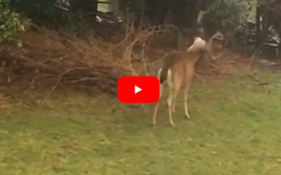 Buck Sheds Antler After Headshake, Is Immediately Thrown Off-Balance
