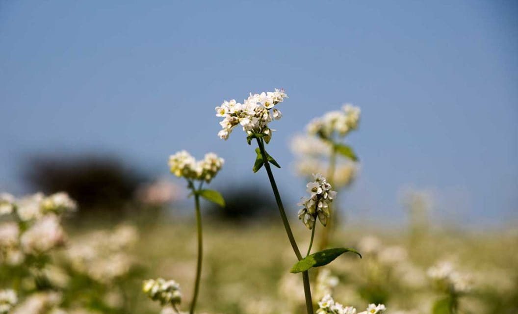 Buckwheat Food Plot: Planning and Planting a Deer Attractor