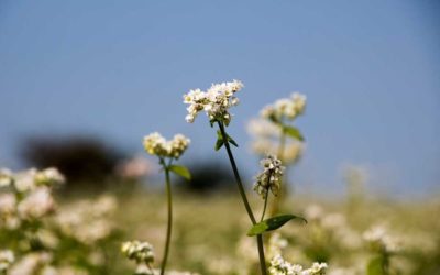 Buckwheat Food Plot: Planning and Planting a Deer Attractor