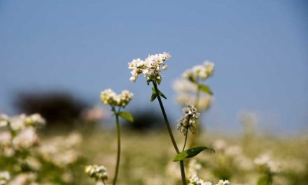 Buckwheat Food Plot: Planning and Planting a Deer Attractor