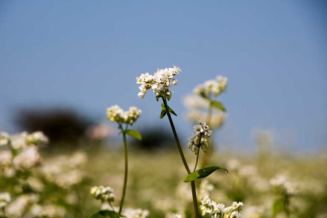 Buckwheat Food Plot