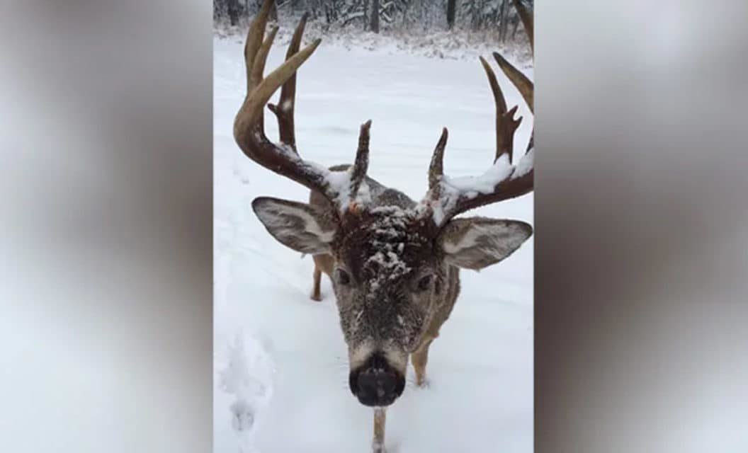 Cellphone Camera Films Up Close Encounter with Giant 13-Point Deer