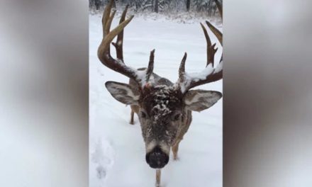 Cellphone Camera Films Up Close Encounter with Giant 13-Point Deer