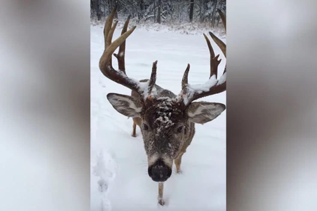 buck walks up to woman