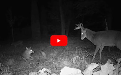 Coyotes Try to Corner 10-Point Buck Who Fends Them Off