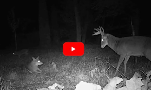 Coyotes Try to Corner 10-Point Buck Who Fends Them Off