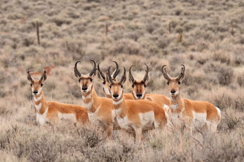 Pronghorn Antelope Conservation