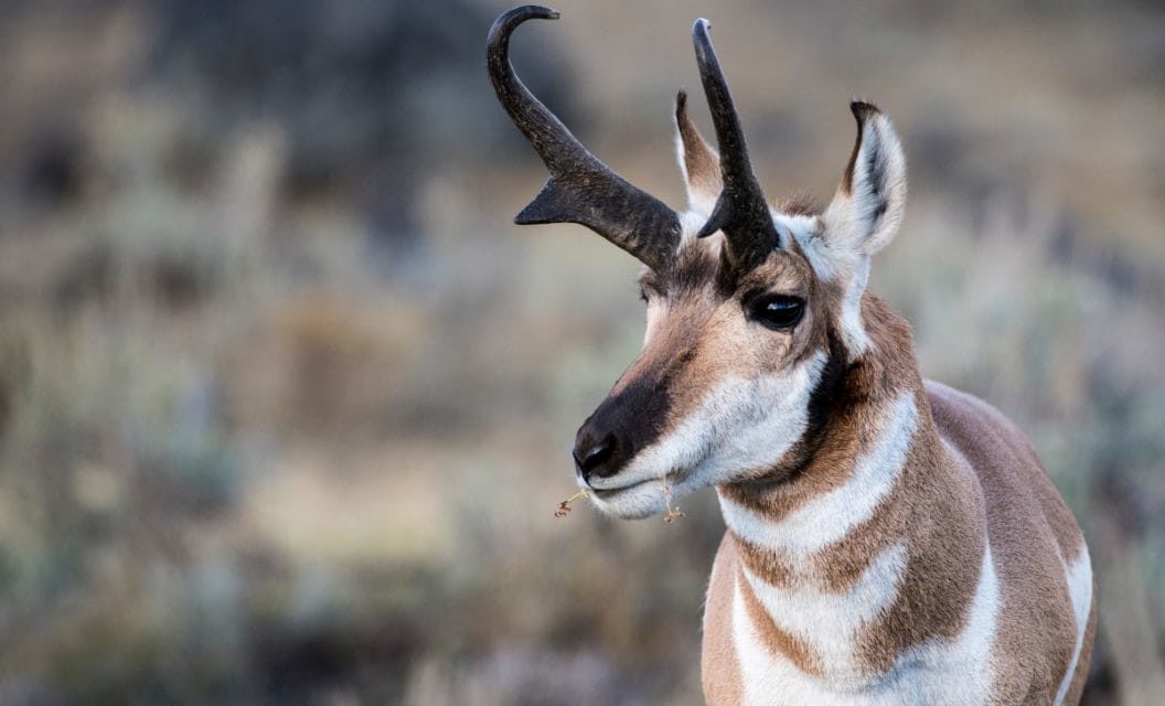 How Pronghorn Antelope Recovered When Their Population Was Only 13,000