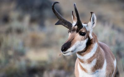 How Pronghorn Antelope Recovered When Their Population Was Only 13,000