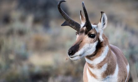 How Pronghorn Antelope Recovered When Their Population Was Only 13,000