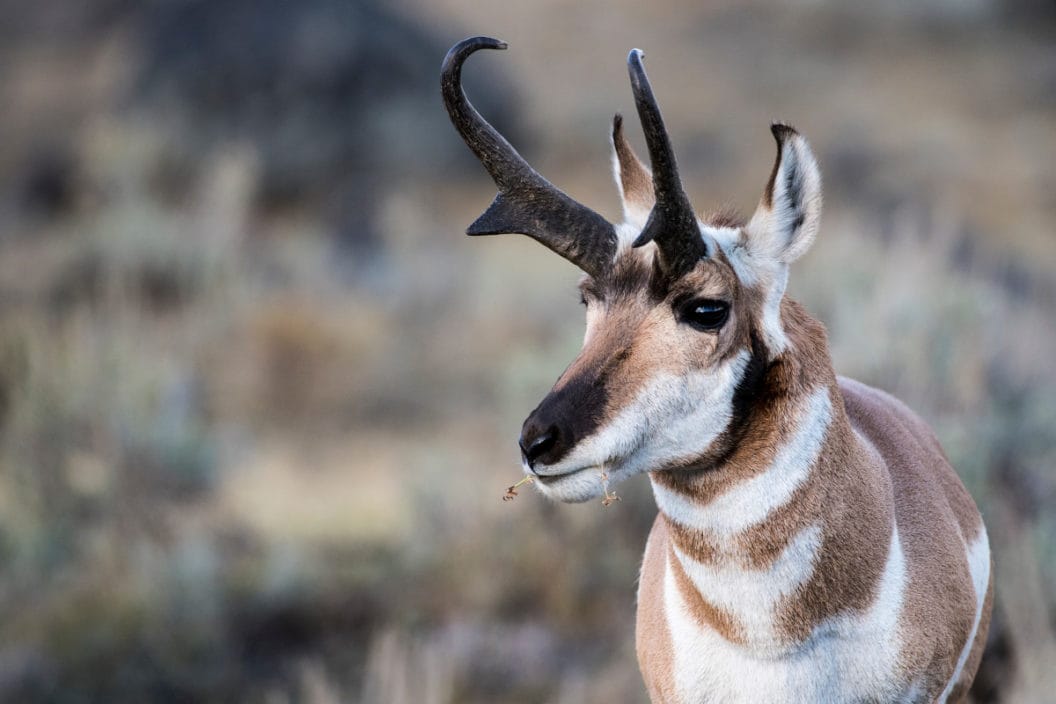 Pronghorn Antelope Conservation