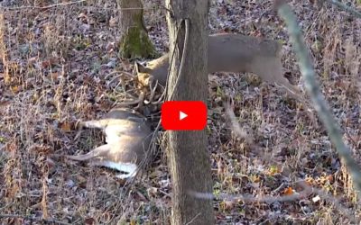 Hunter Downs Big Buck, Then a Bigger One Appears To Attack His Dead Rival
