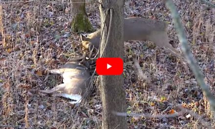 Hunter Downs Big Buck, Then a Bigger One Appears To Attack His Dead Rival