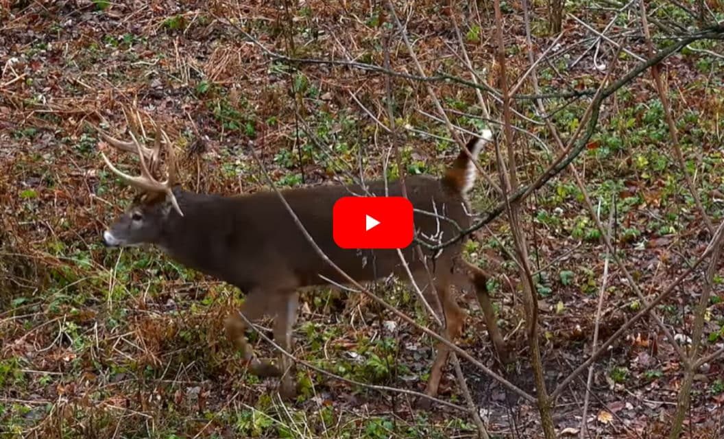 Iowa Bowhunter Rattles In and Smokes Giant Double Drop-Tined Whitetail