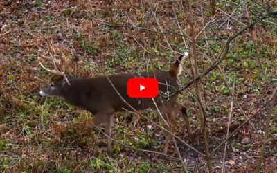 Iowa Bowhunter Rattles In and Smokes Giant Double Drop-Tined Whitetail