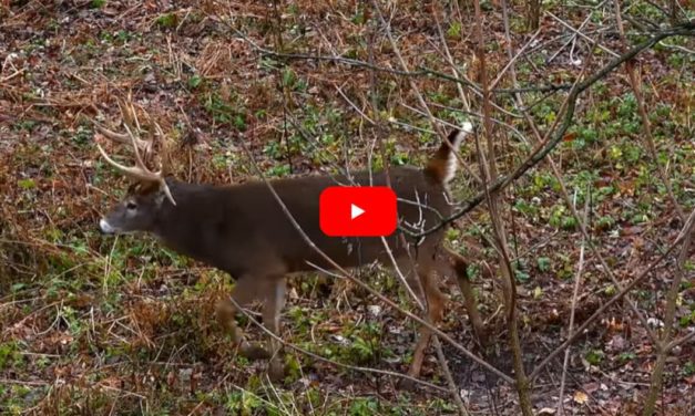Iowa Bowhunter Rattles In and Smokes Giant Double Drop-Tined Whitetail