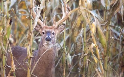 Late Season Food Plots: Tips to Attract Deer With Prime Food Sources