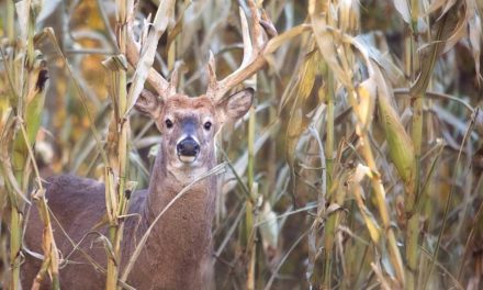 Late Season Food Plots: Tips to Attract Deer With Prime Food Sources