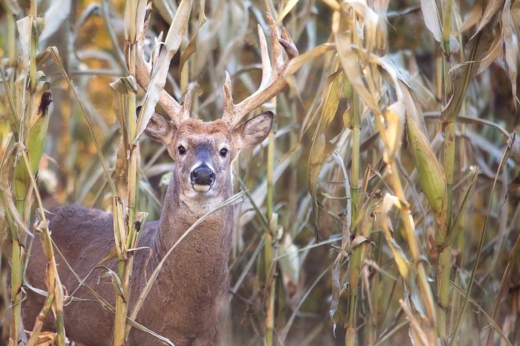 Late Season Food Plots