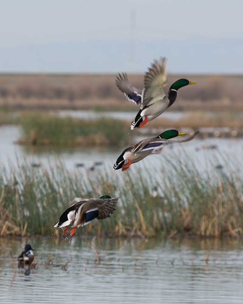 North American Waterfowl Grand Slam