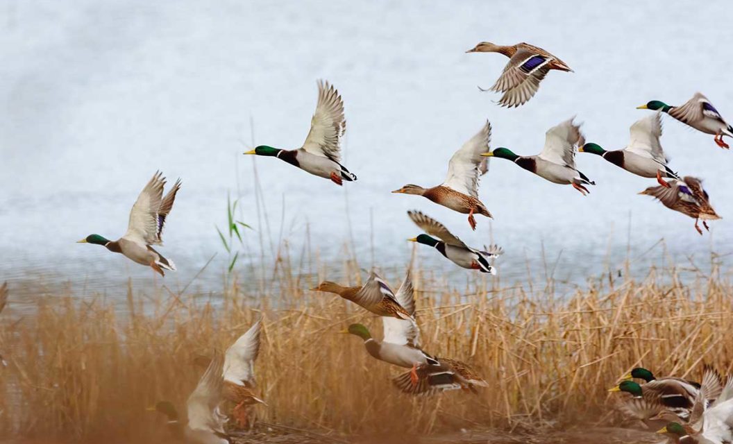 North American Waterfowl Grand Slam Species