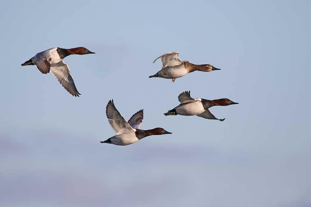 North America Waterfowl Grand Slam