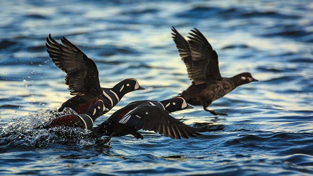 North American Waterfowl Grand Slam