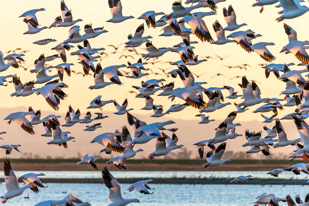 North American Waterfowl Grand Slam