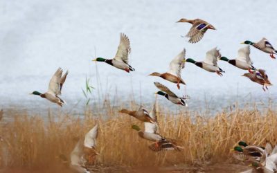 North American Waterfowl Grand Slam Species