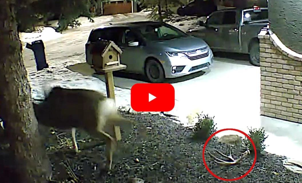 Security Camera Films Mule Deer Shedding Antler in a Yard