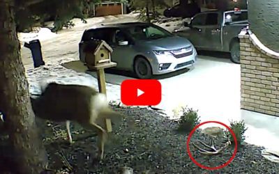 Security Camera Films Mule Deer Shedding Antler in a Yard