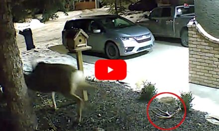 Security Camera Films Mule Deer Shedding Antler in a Yard
