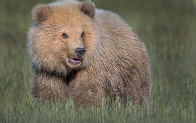 Shoot Low Or Shoot High? It Depends.