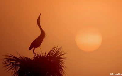 Silhouettes In Nature Photography