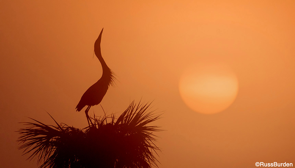 Silhouettes In Nature Photography