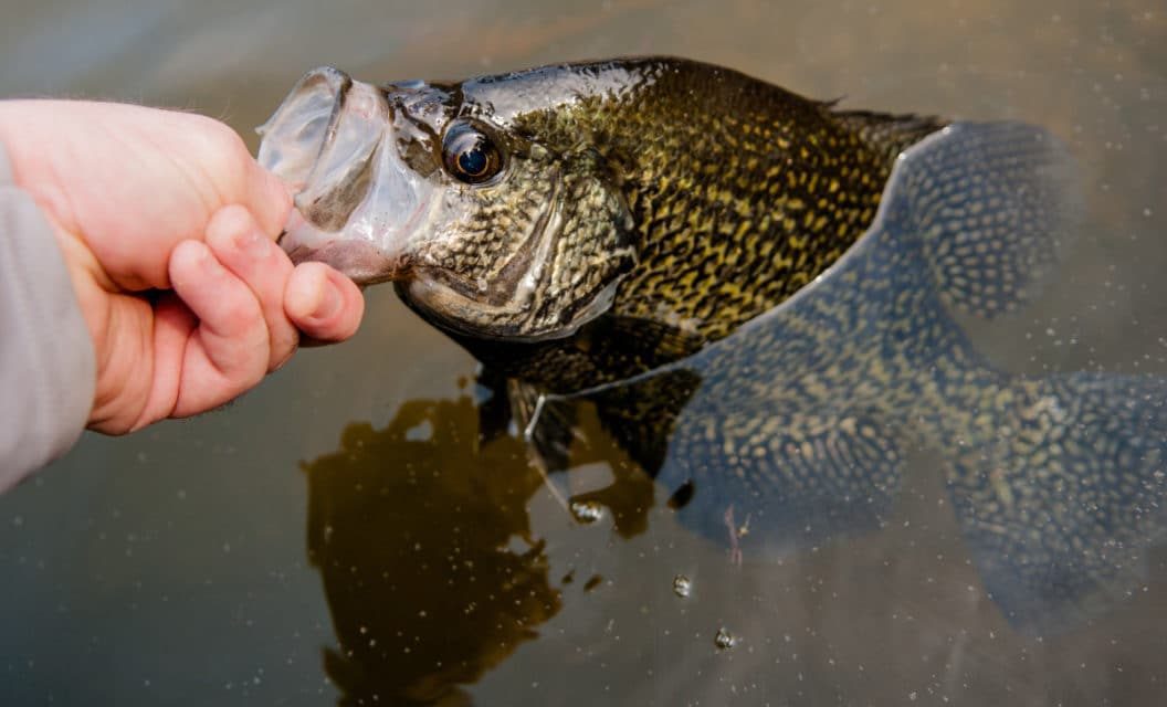 Summer Crappie Fishing: Top Spots and Prime Tactics After the Spawn