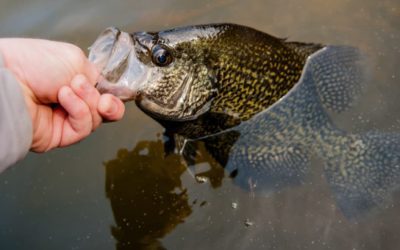 Summer Crappie Fishing: Top Spots and Prime Tactics After the Spawn