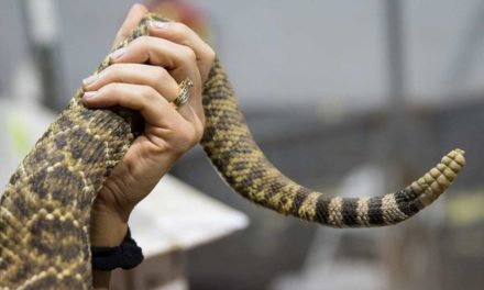 Texas Rattlesnake Chili Recipe