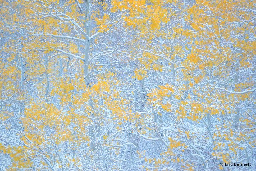 Abstract image of snowy aspen trees